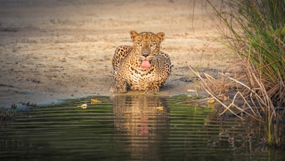 leopard in water during daytime
