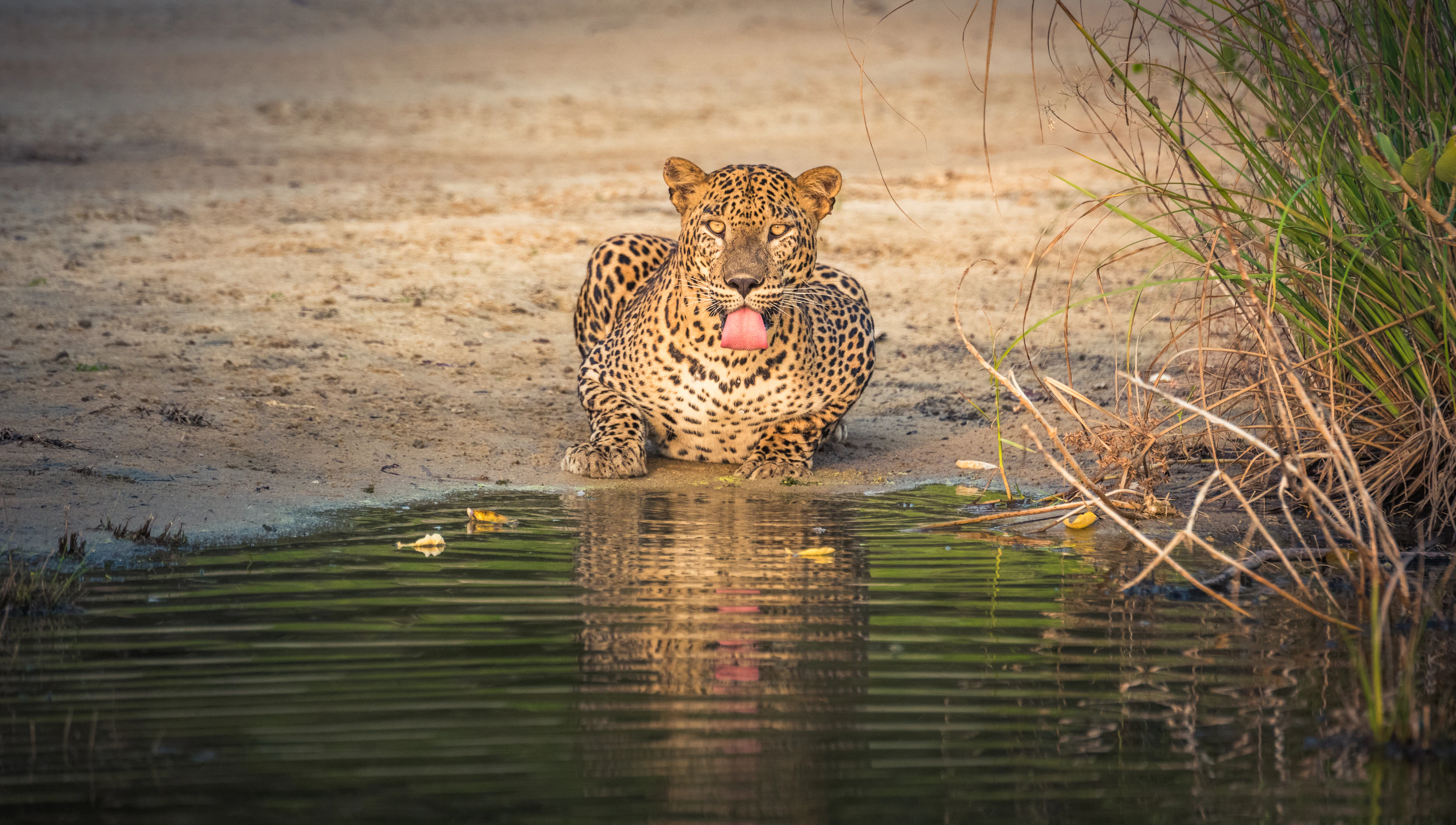 Šri Lankos leopardas geria vandenį iš ežerėlio Vilpatu nacionaliniame parke