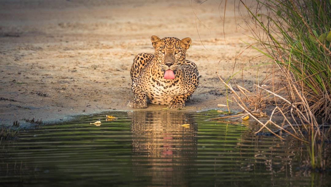 Leopard quenching thirst at Wilpaththu National Park, Sri Lanka