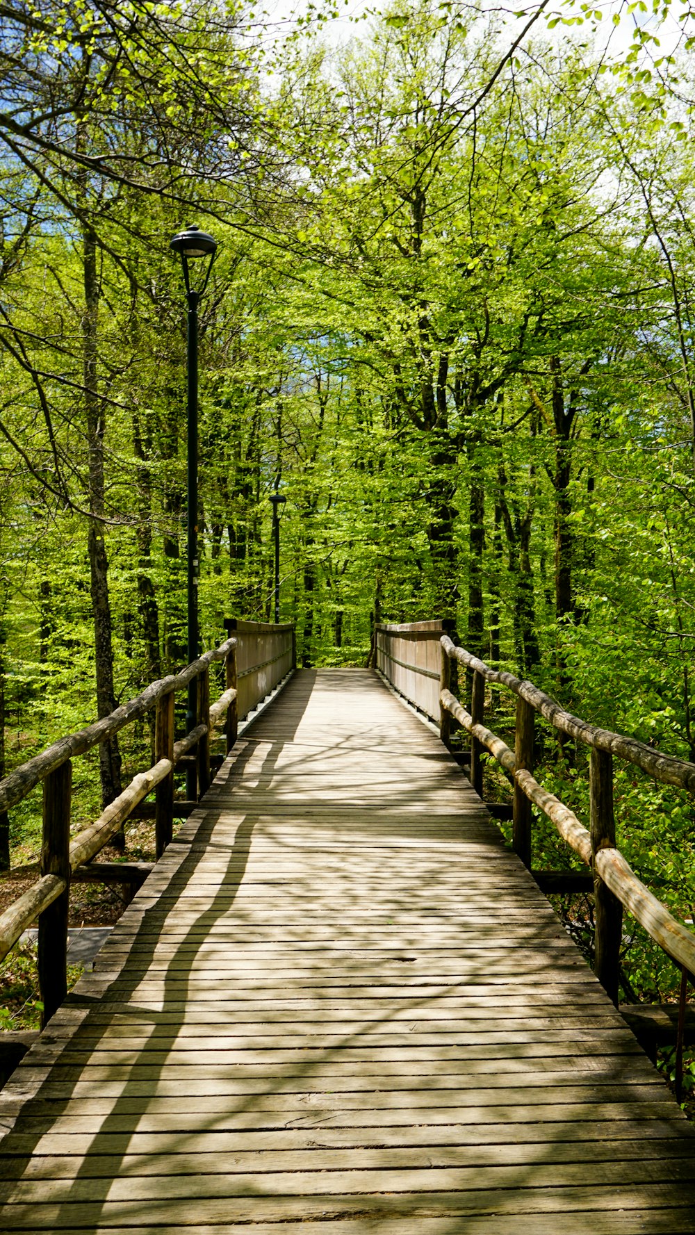 Pont en bois brun dans la forêt