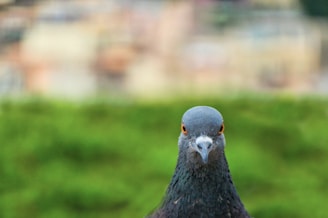 A pigeon with gray feathers and bright orange eyes is prominently featured against a blurred background of green foliage and multicolored buildings.