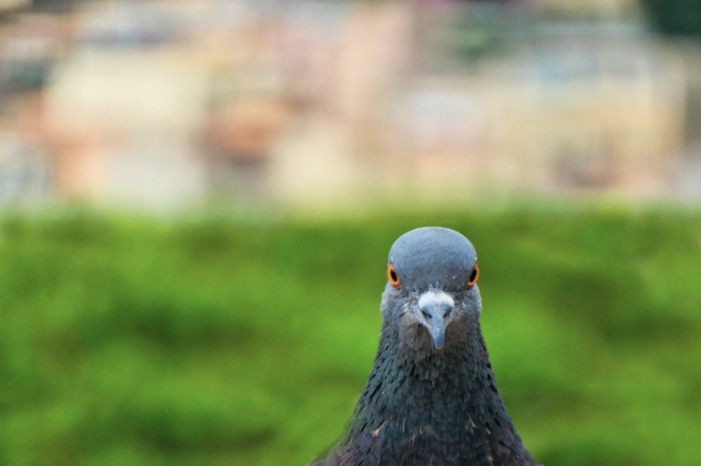black pigeon on green grass field during daytime