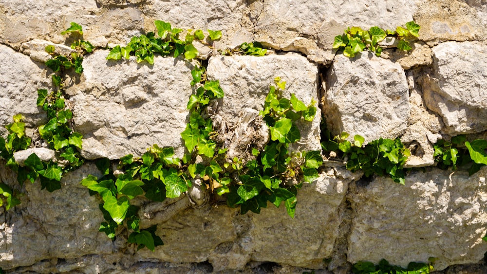 green plant on gray rock