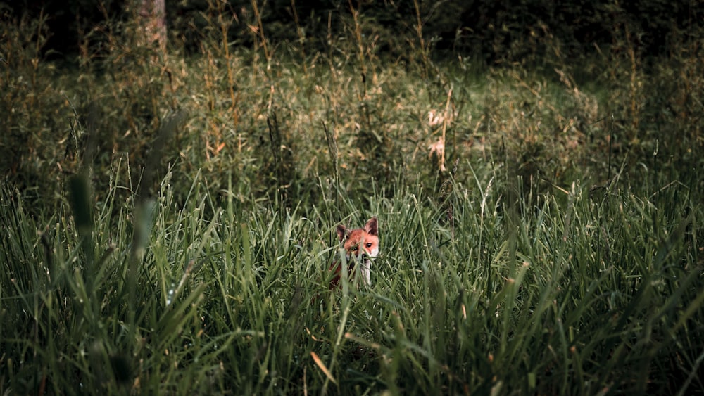 brown and white fox on green grass field during daytime