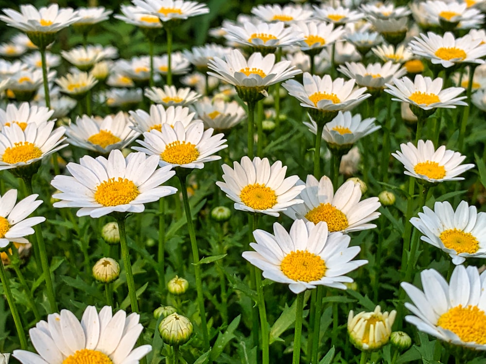 white and yellow daisy flowers