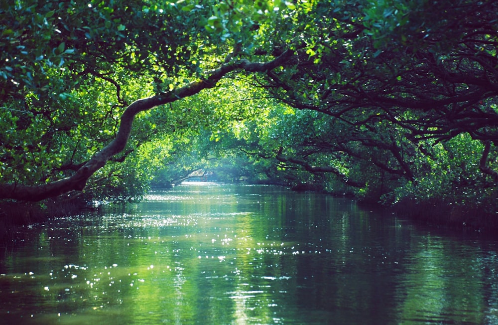 árboles verdes junto al cuerpo de agua durante el día