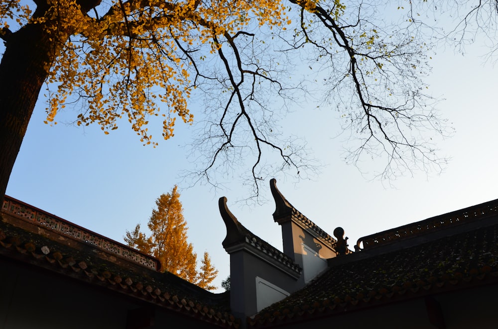 brown tree with yellow leaves during daytime