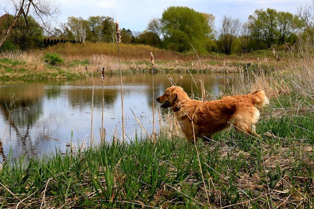 A focused retriever eagerly waiting for a training throw by a solo owner near a calm pond.