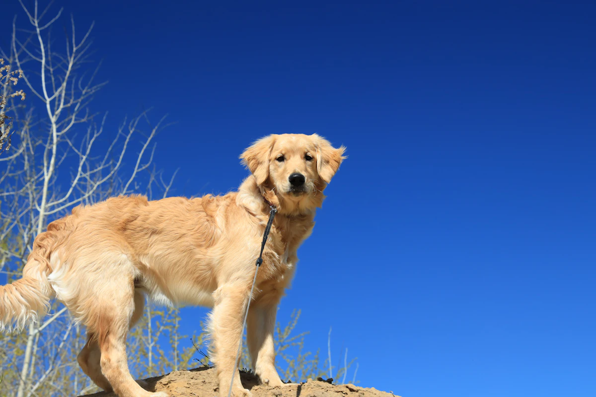 Golden Retriever en randonnée sur un rocher avec vue panoramique