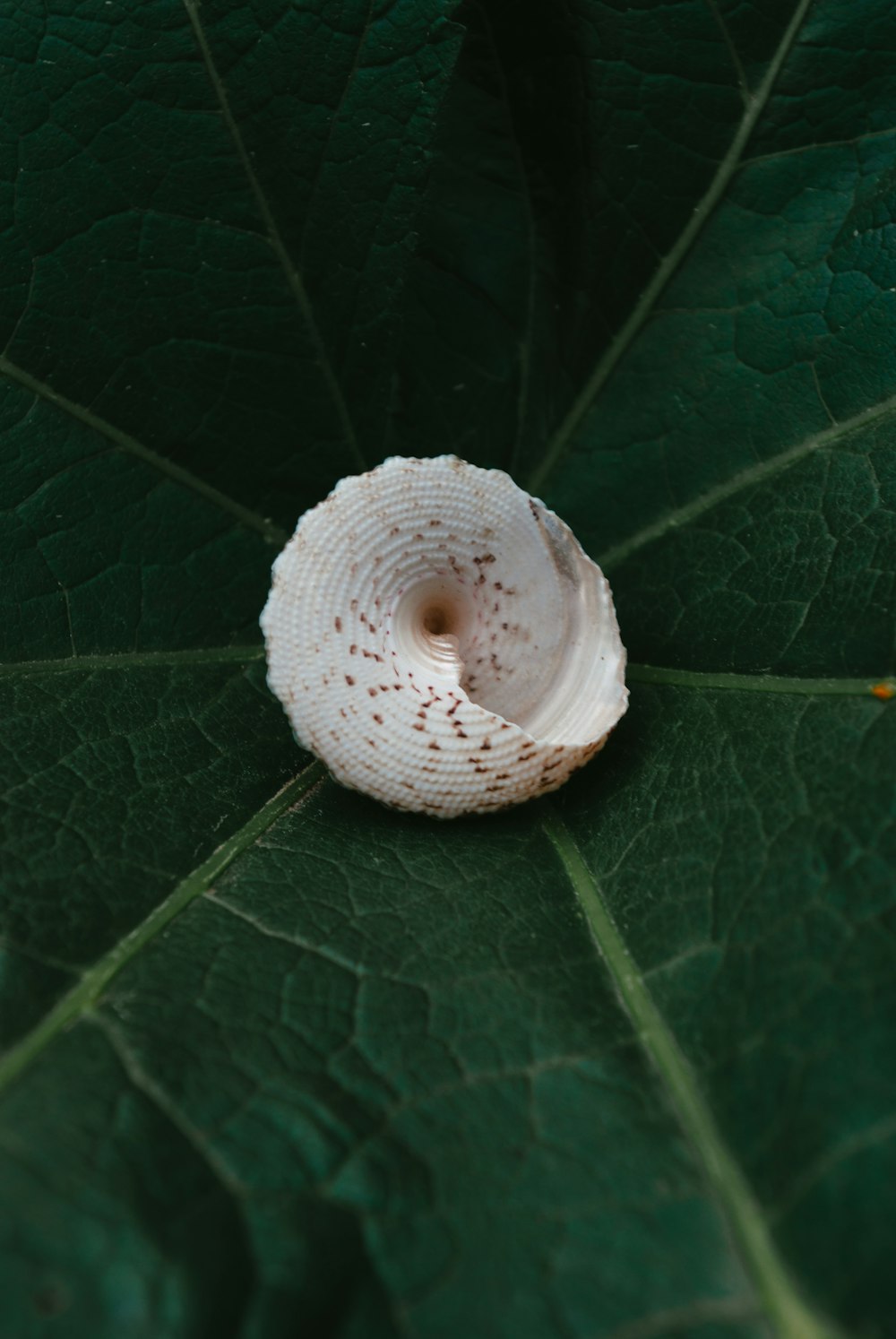 a close up of a white object on a green leaf