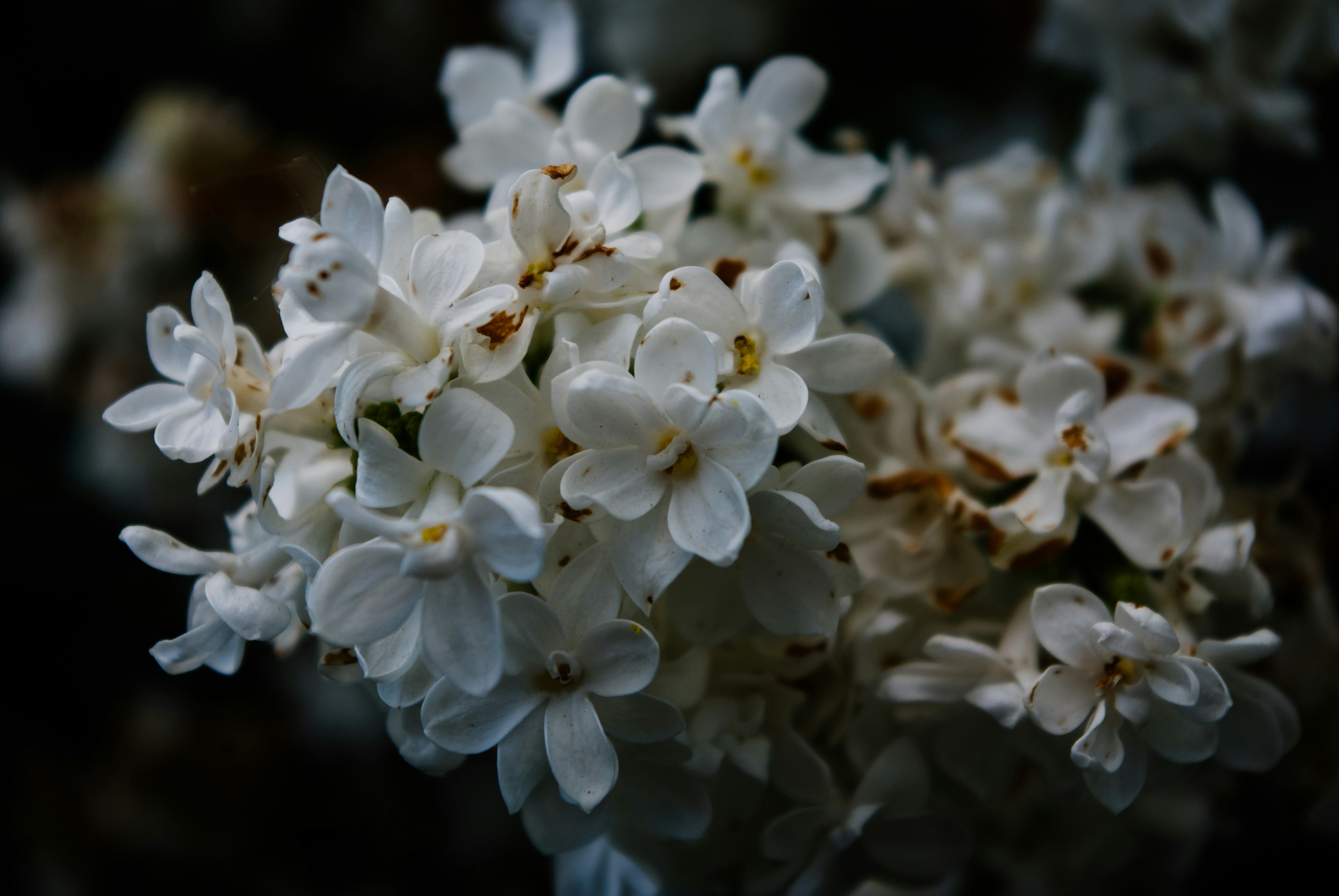 white flowers in tilt shift lens