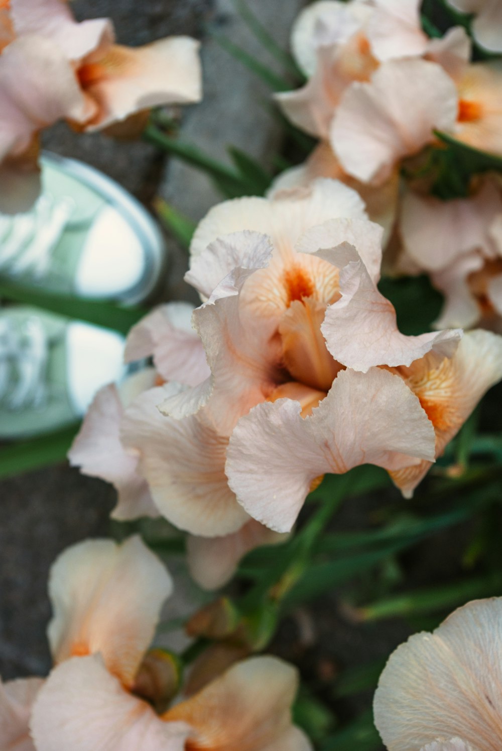 white and orange flower in close up photography