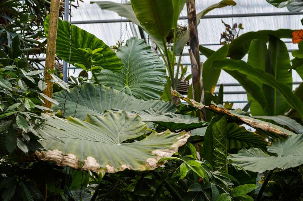 grüner Bananenbaum tagsüber