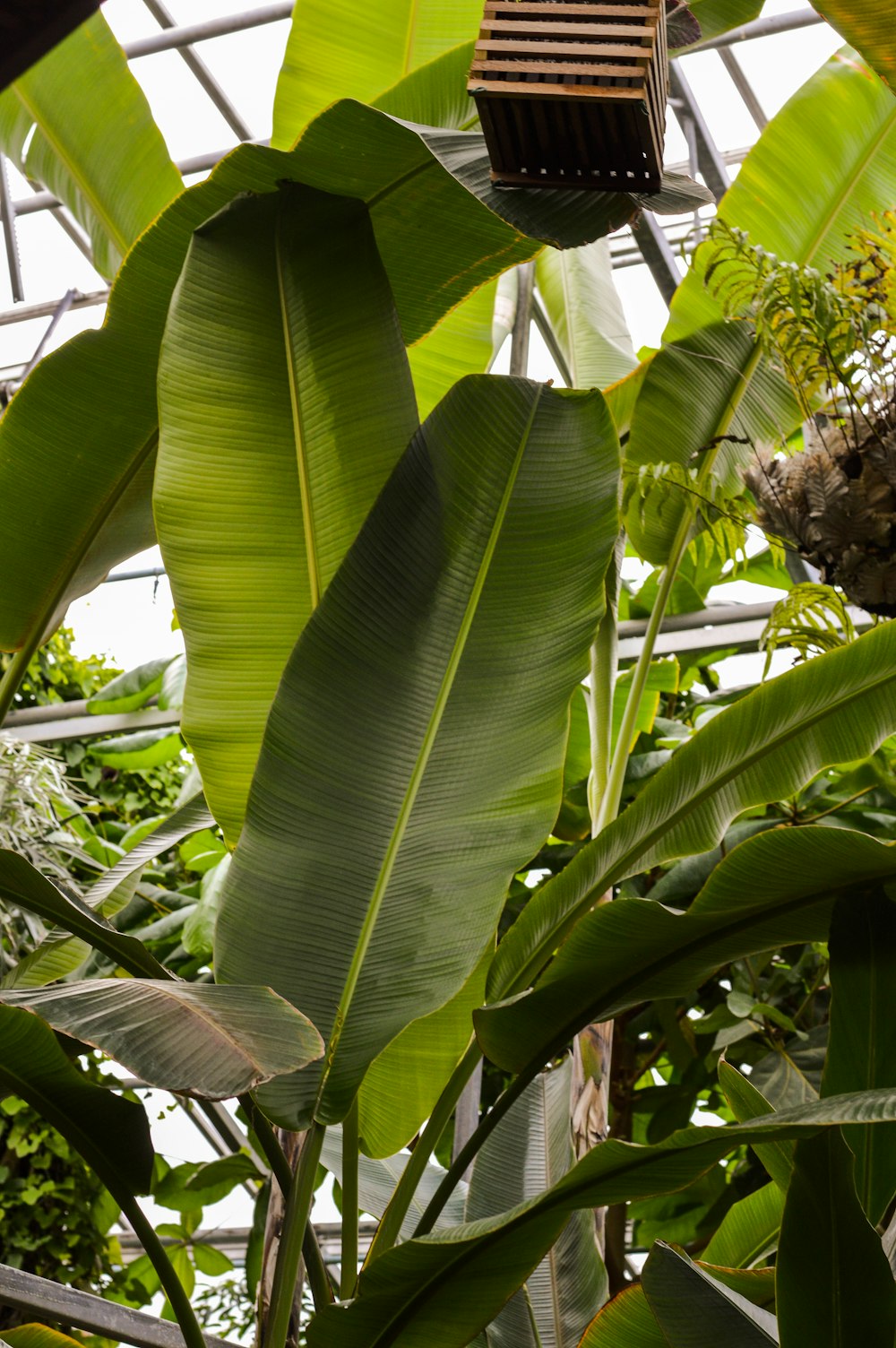 grüner Bananenbaum tagsüber