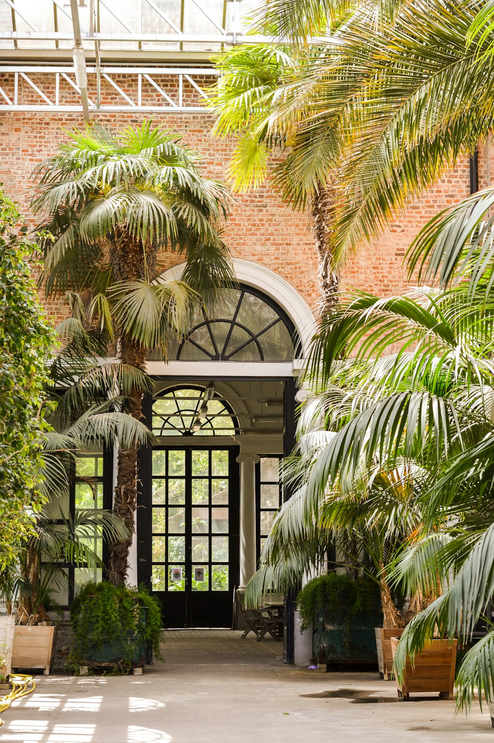 Palmera verde cerca de la ventana