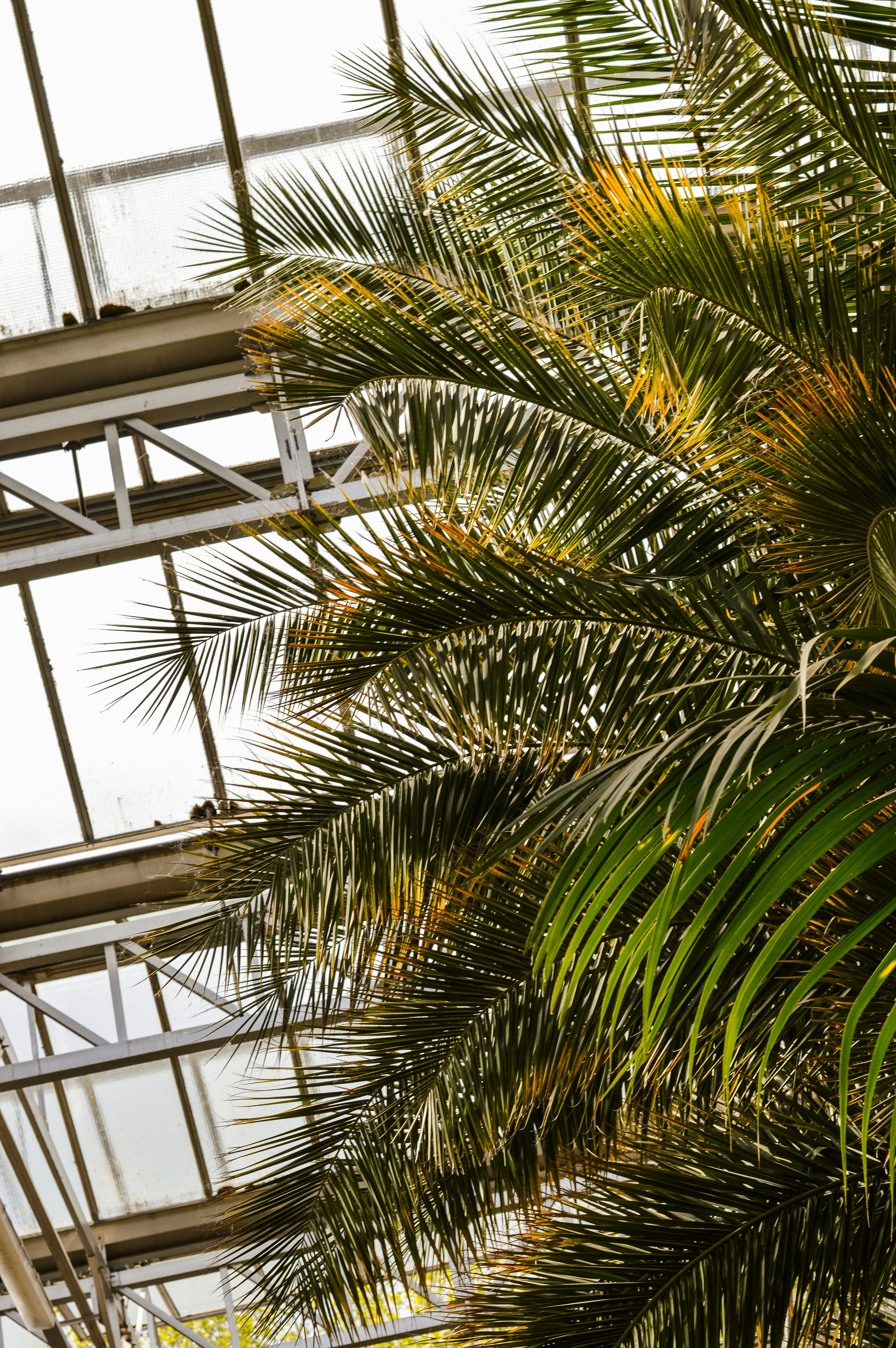 Green palm tree inside building photo Free Kruidtuin Image on Unsplash