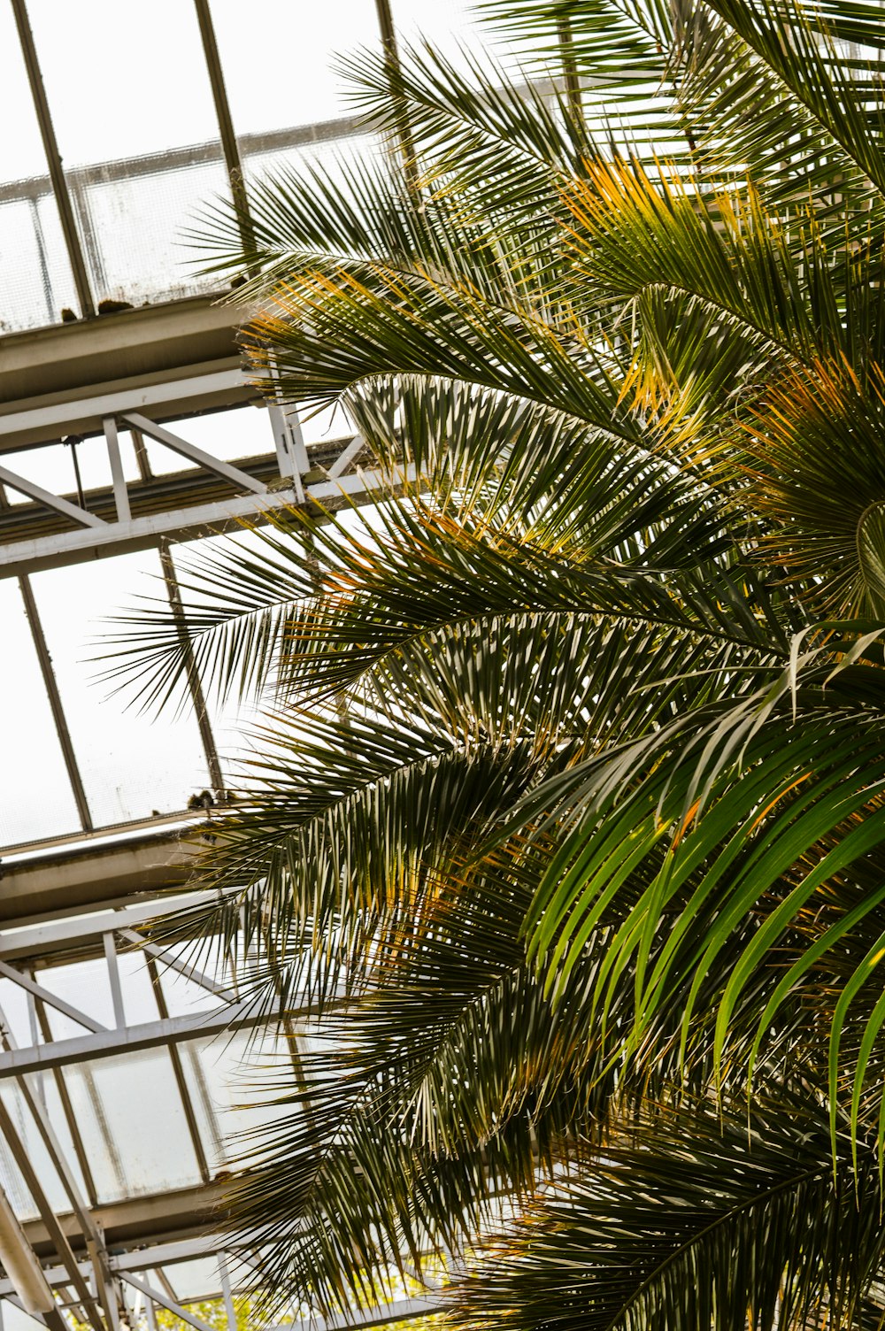 green palm tree inside building