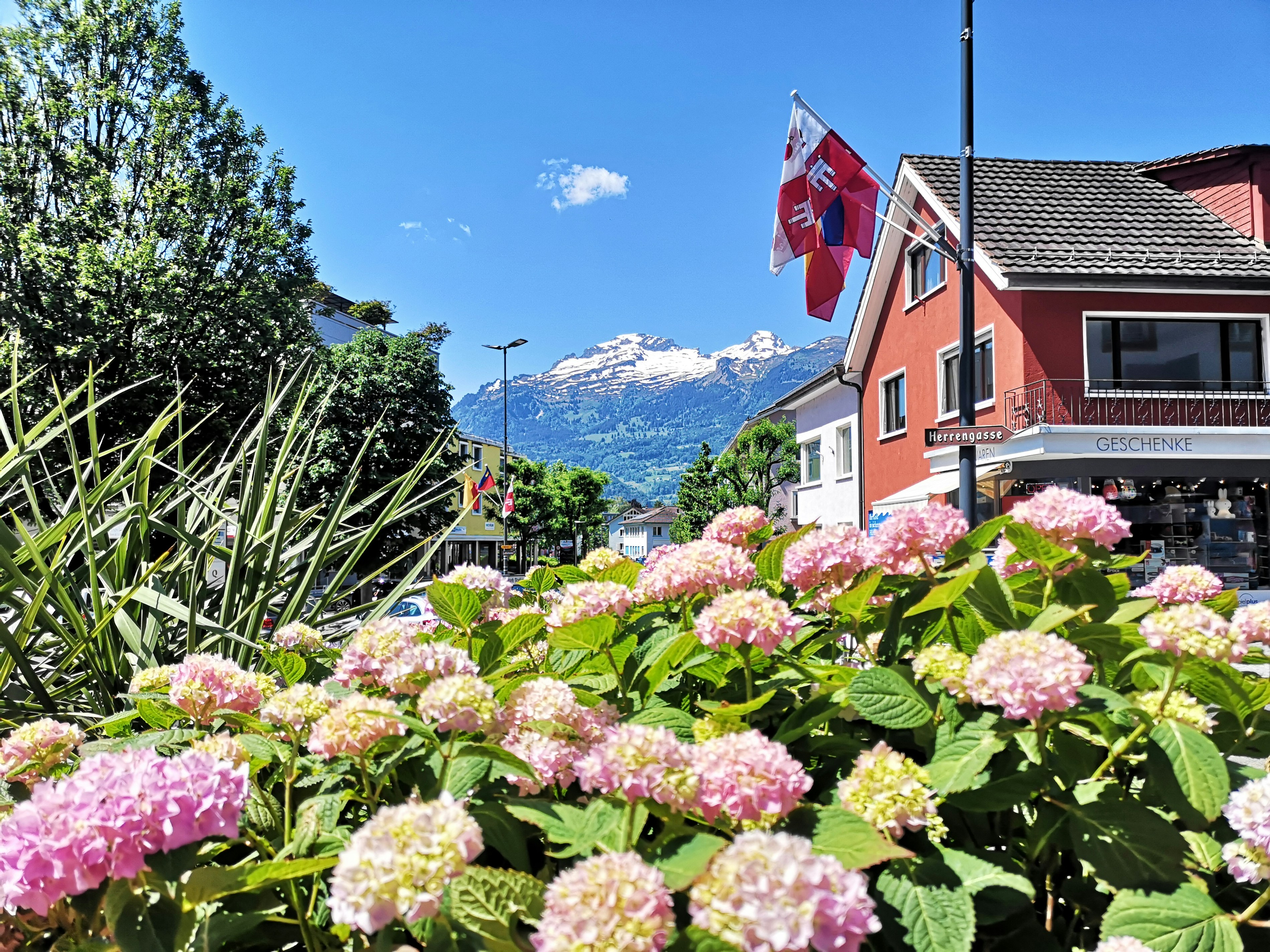 pink and white flowers near houses during daytime