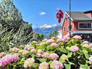 pink and white flowers near houses during daytime