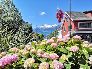 pink and white flowers near houses during daytime