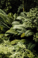 green palm tree during daytime