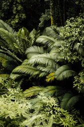 green palm tree during daytime