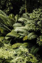green palm tree during daytime
