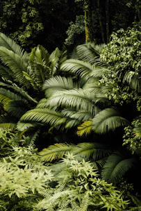 green palm tree during daytime