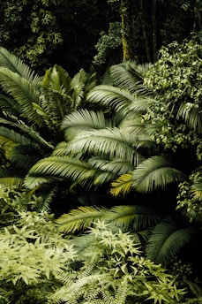 green palm tree during daytime