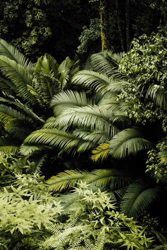 green palm tree during daytime