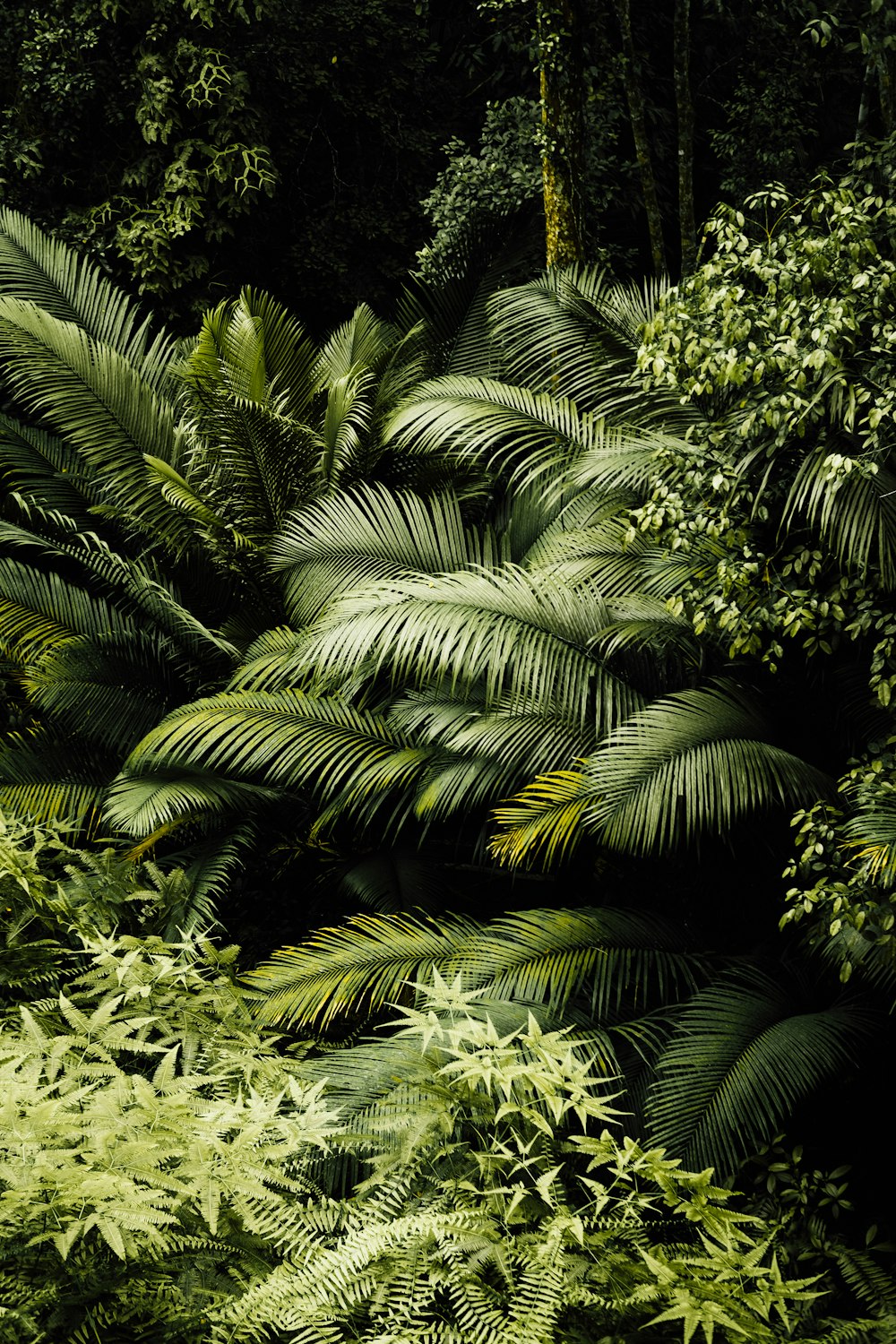 green palm tree during daytime