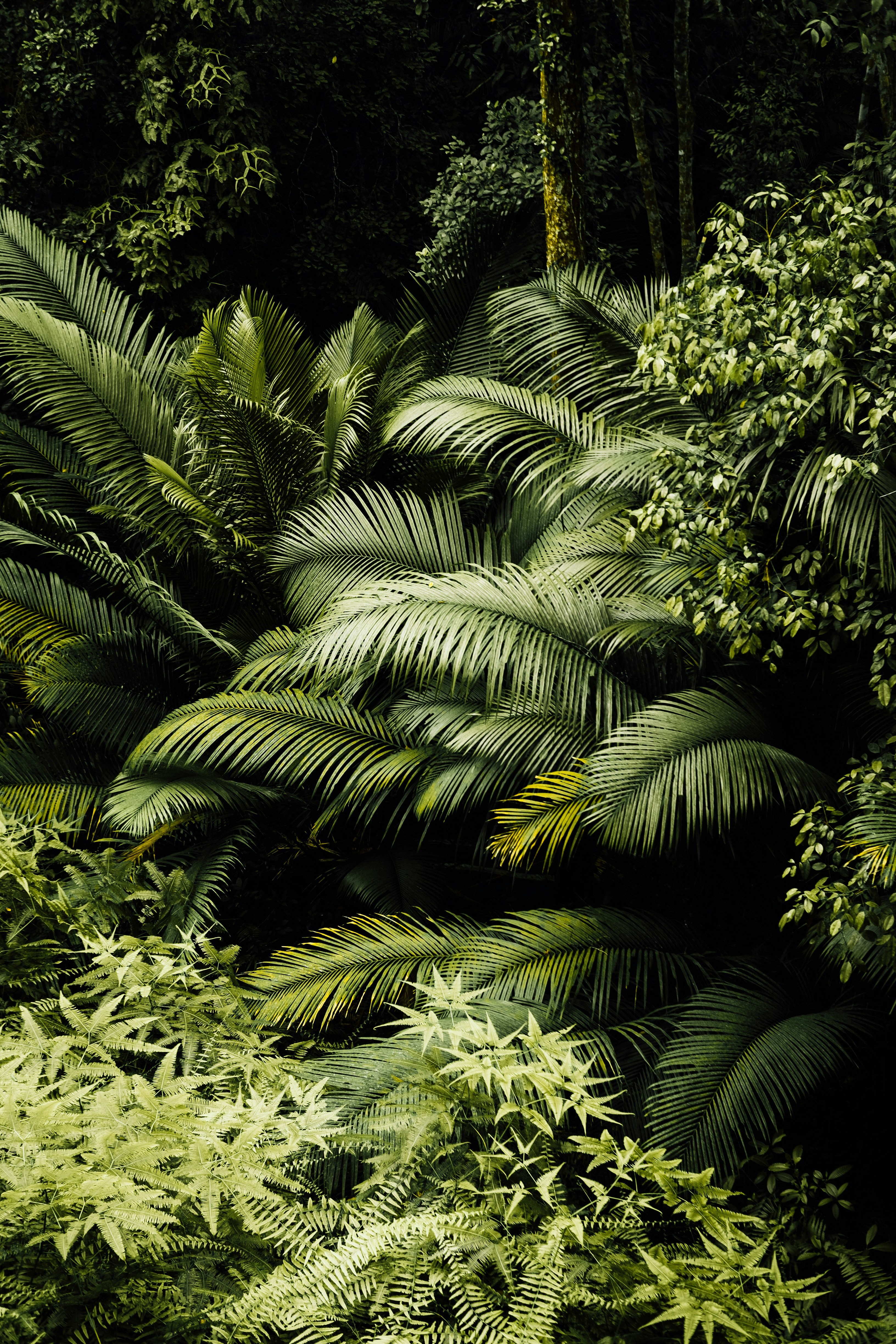 green palm tree during daytime