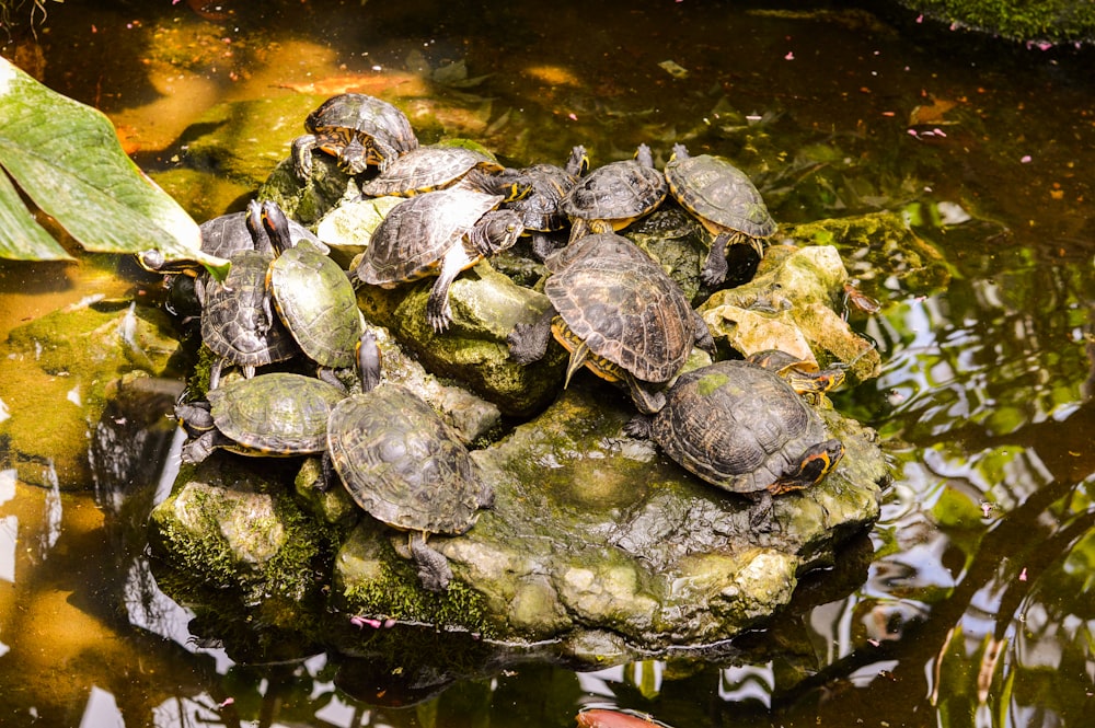 green and black turtle on water