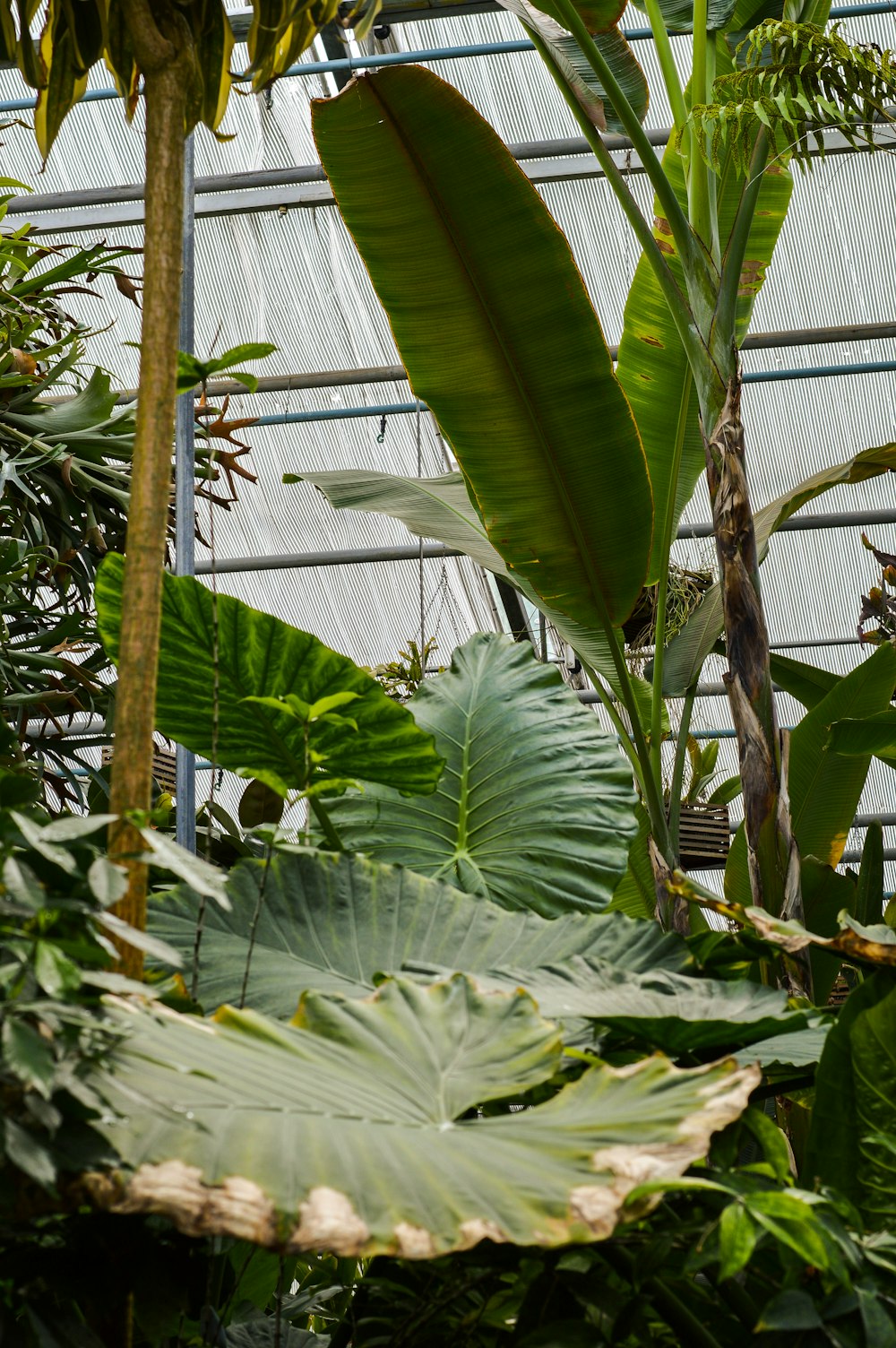 green banana tree during daytime