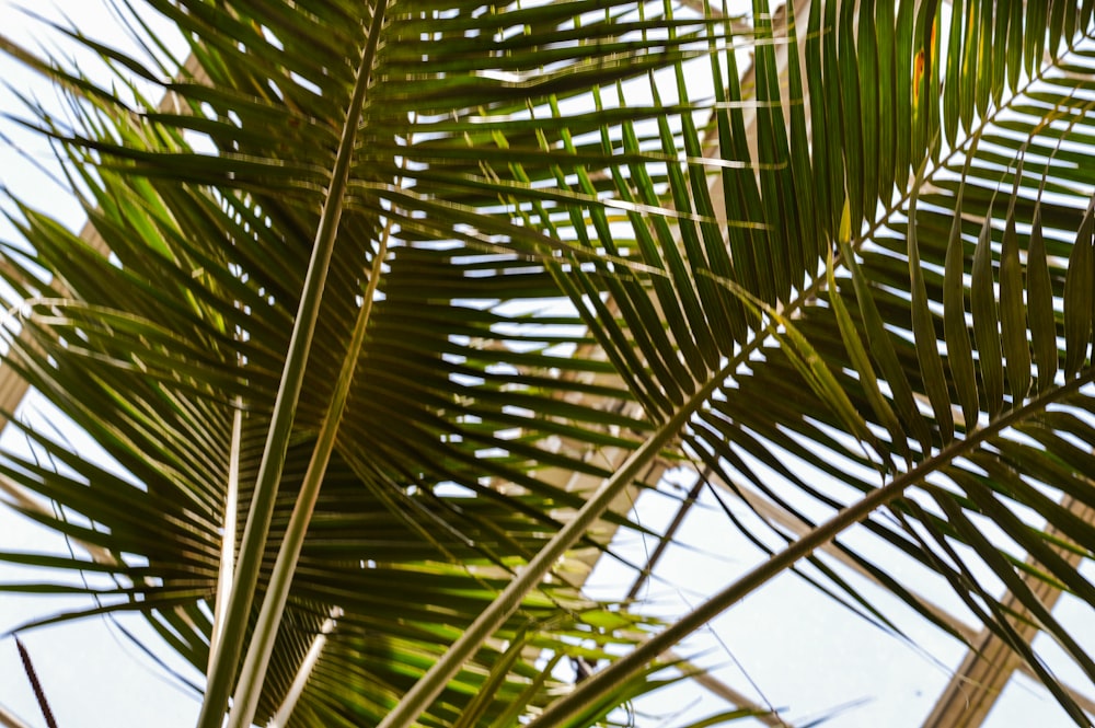 Palmera verde bajo el cielo azul durante el día