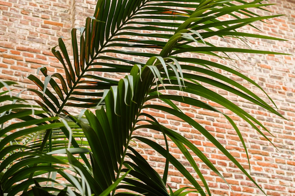 pianta di palma verde vicino al muro di mattoni marroni
