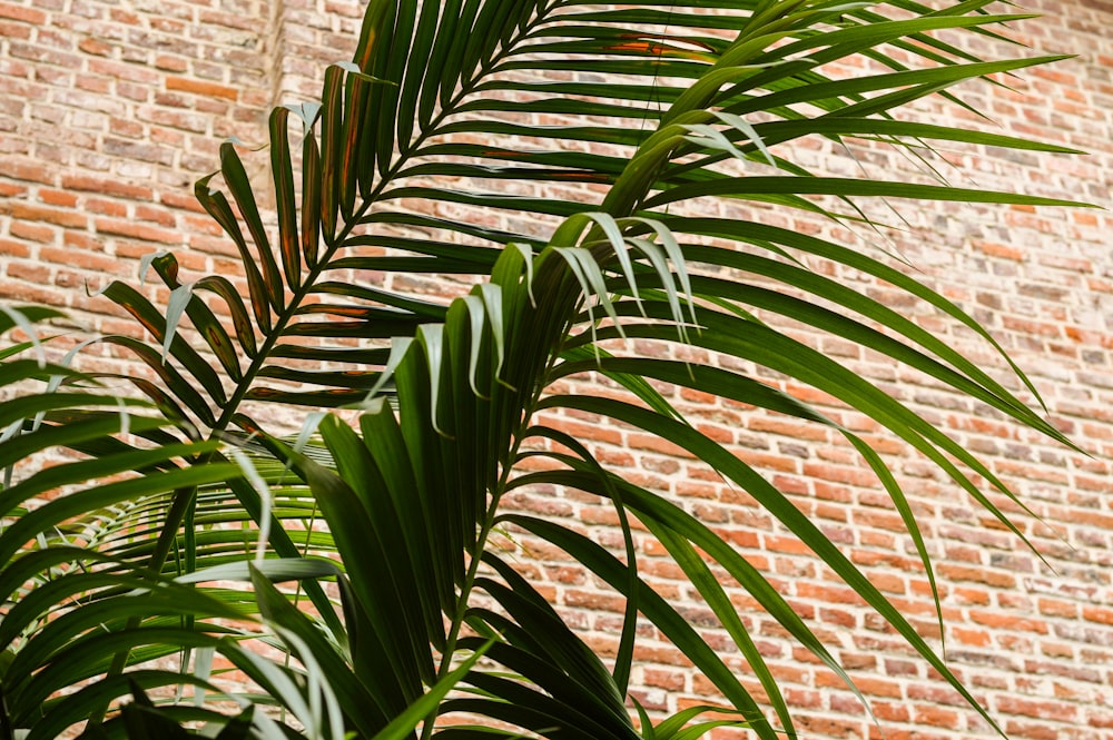 Planta de palma verde cerca de la pared de ladrillo marrón