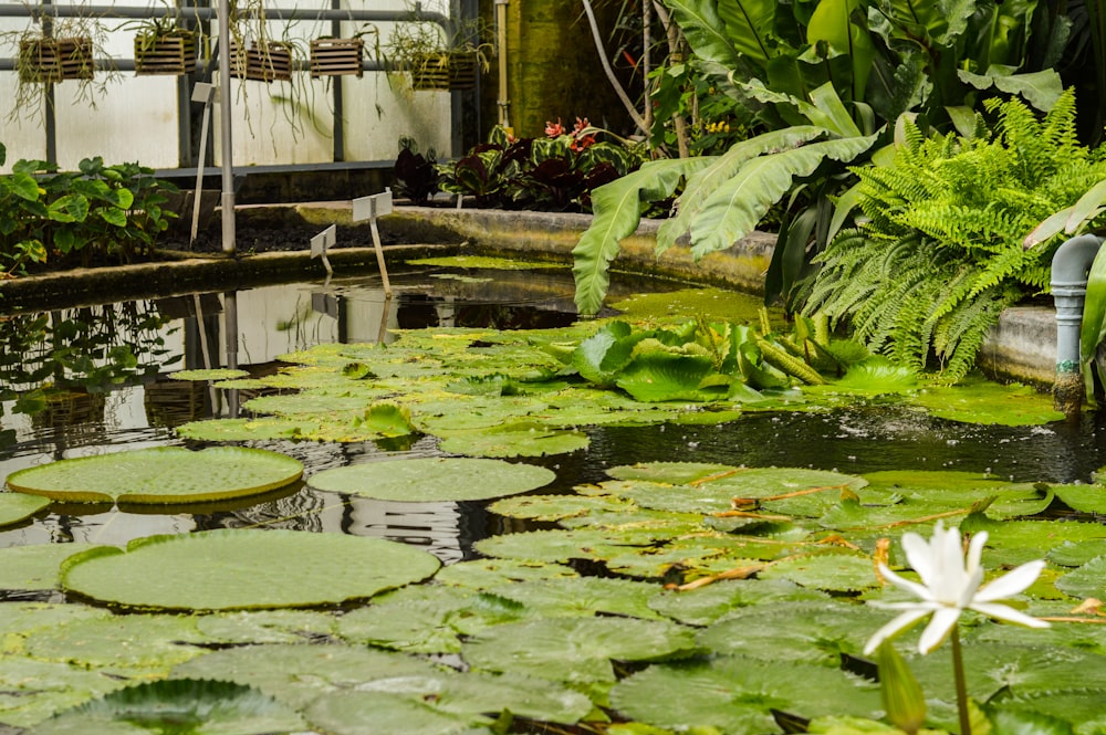 green water lilies on water