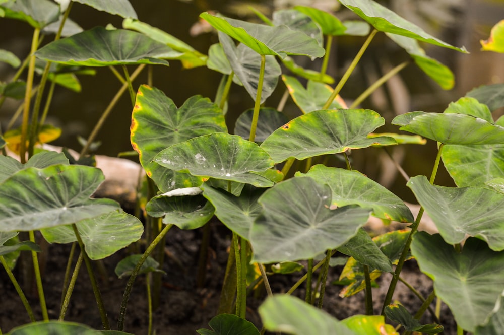 plante à feuilles vertes pendant la journée