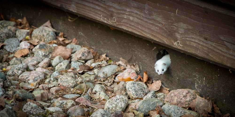 Weißes Nagetier auf grauen Felsen