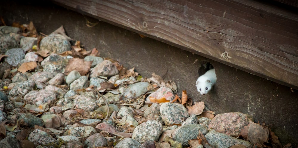 white rodent on gray rocks