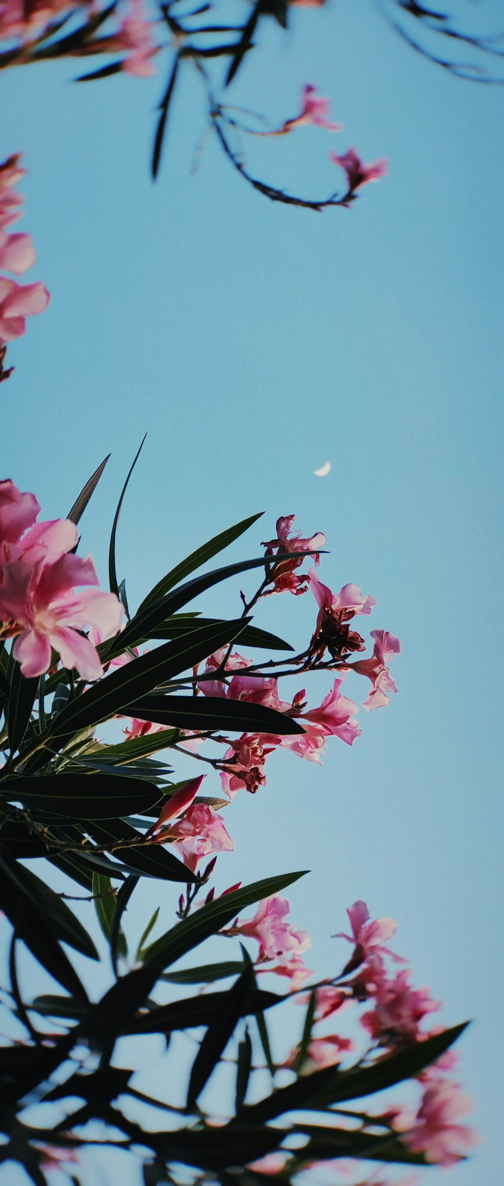 pink flowers with green leaves