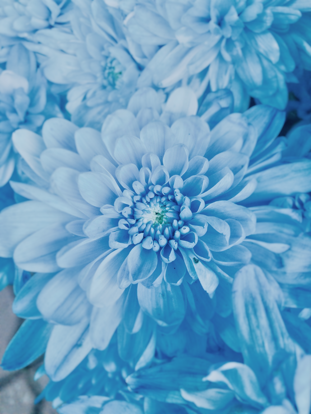 blue flower in macro lens