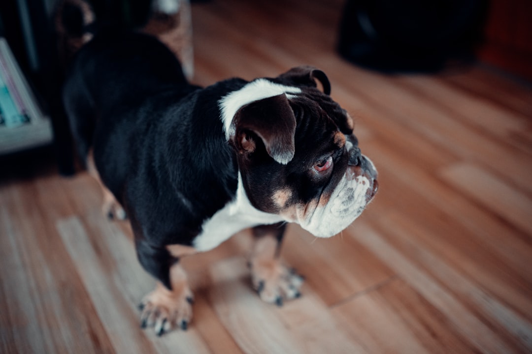 black and white short coated small dog on brown wooden floor