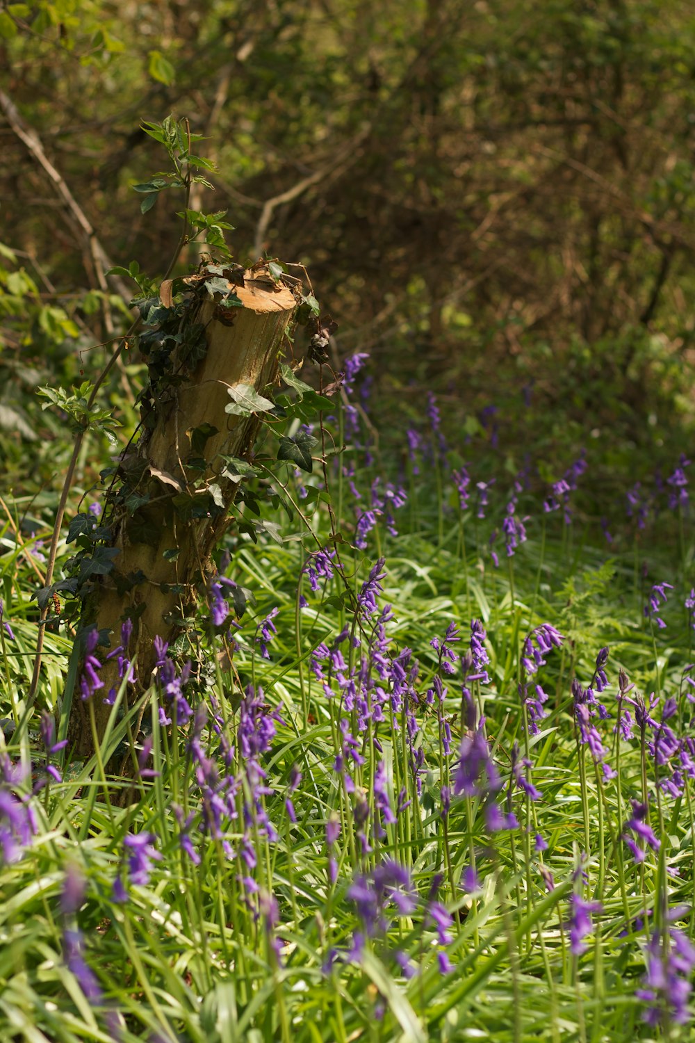 purple flowers with green leaves