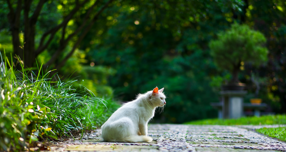 white cat lying on ground during daytime