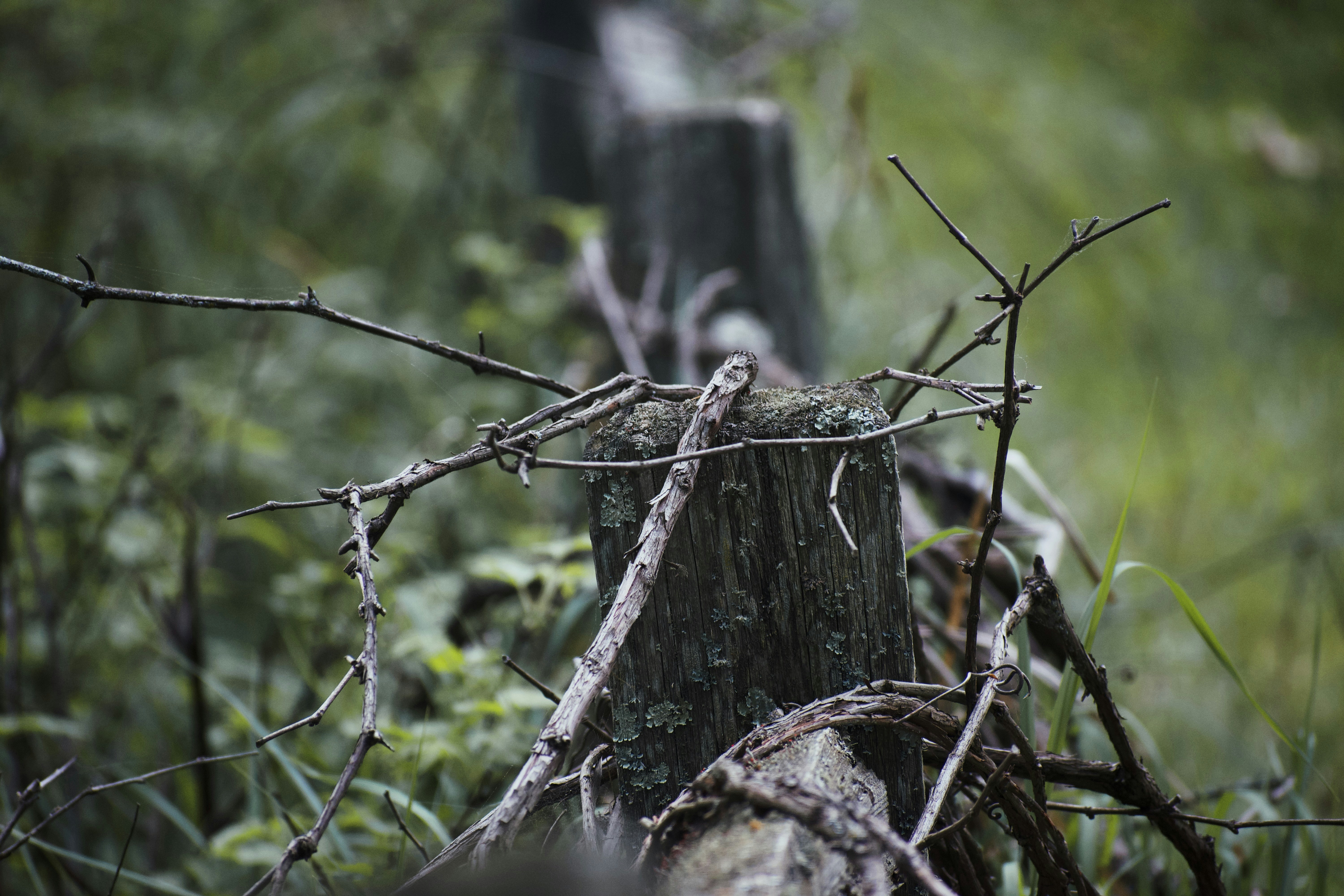 Photo by grantscobby