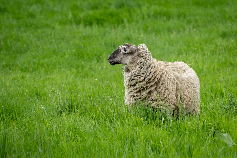 white sheep on green grass field during daytime