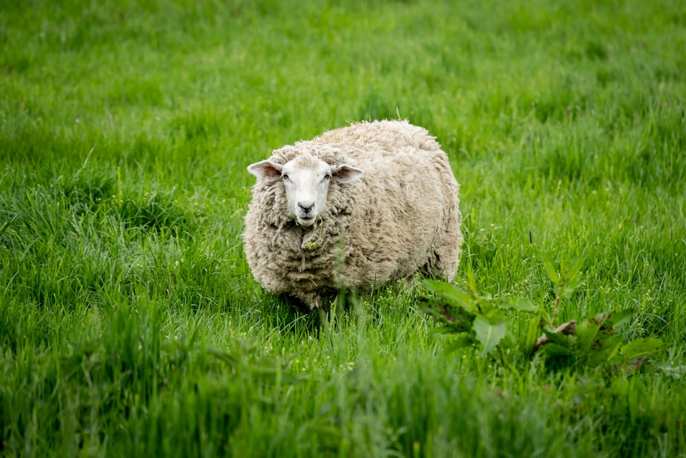 white sheep on green grass field during daytime