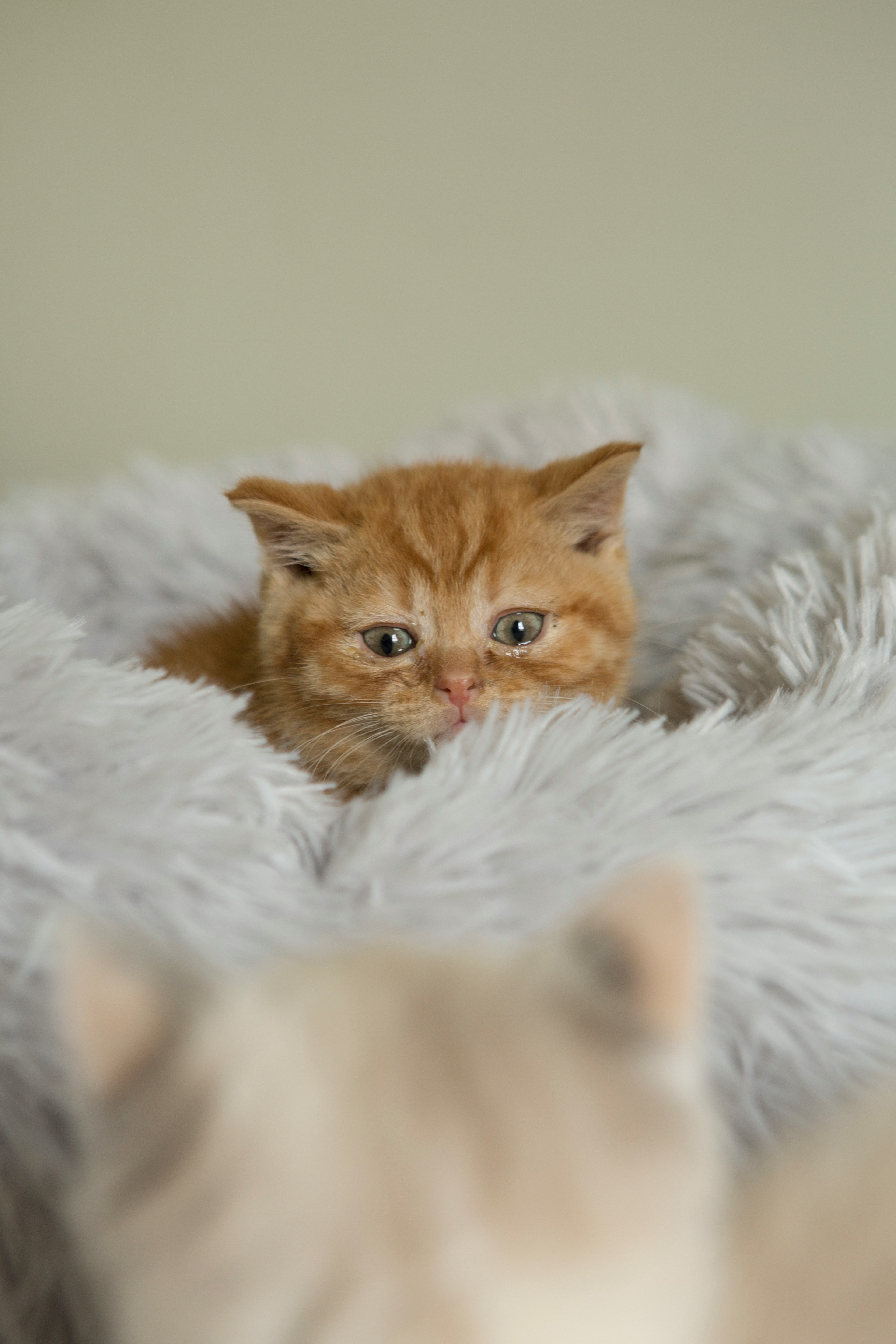 orange tabby cat on white textile
